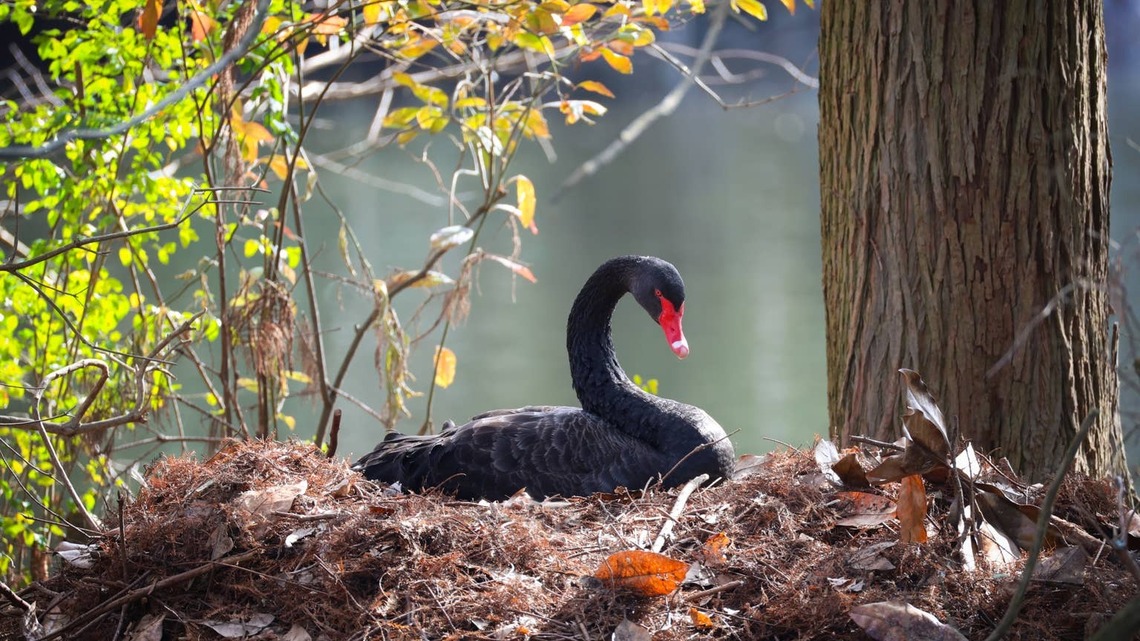 Heartbroken Swan Waits Faithfully for Eggs That Never Hatch 