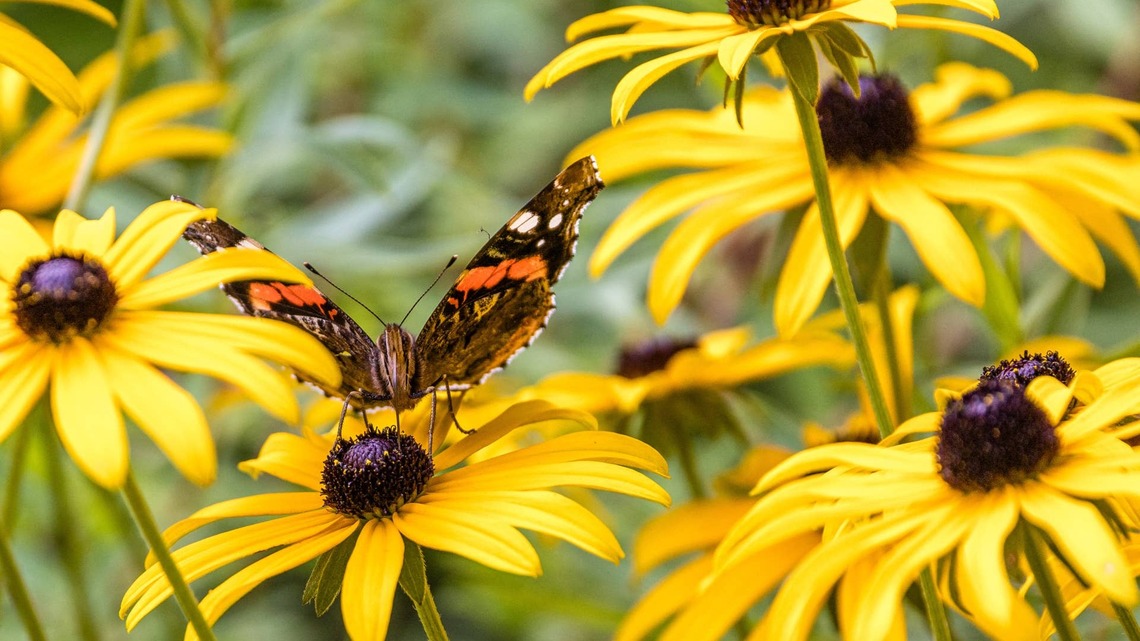 If You're Cleaning Up Your Garden This Weekend, Experts Say to Stop Deadheading These 5 Flowers-and Leave Them Alone Until Spring 