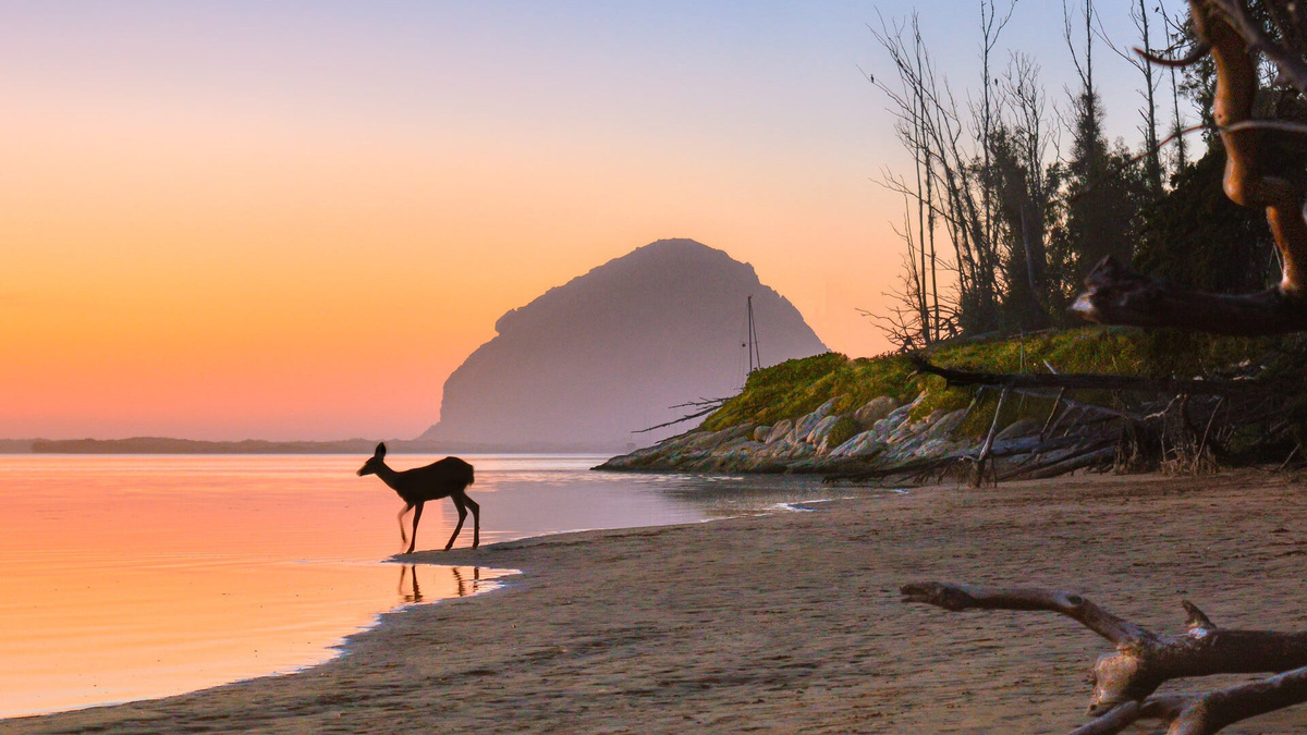 Photo of Morro Bay State Park by Wes Bracken wins Wildlife & Nature category of 2025 California State Parks Foundation Photo Contest.