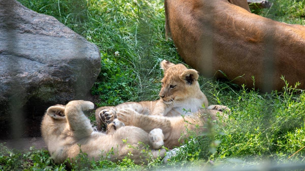 Playful lion cubs at a zoo. 