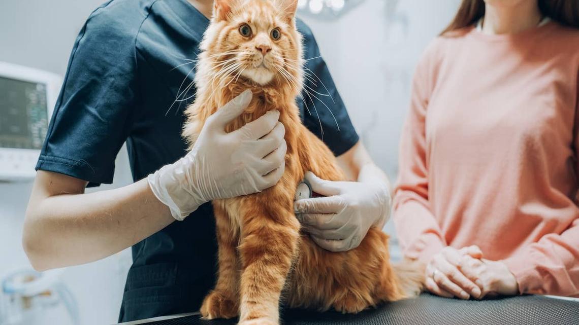 Maine Coon Kitten Who's Already Bigger Than Most Cats Has Vets in Awe 