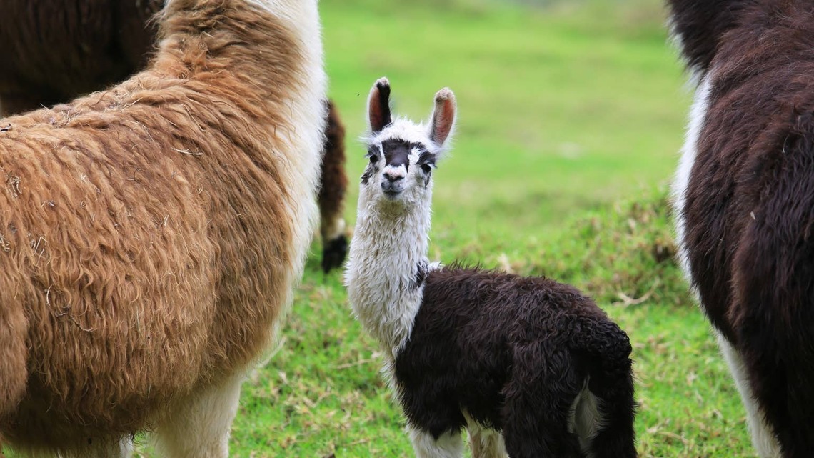 Newborn Alpaca Tries Standing for the First Time, and It's Precious 