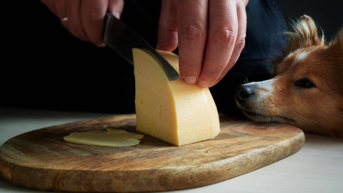 Foster Dog Who ‘Hates Men' Instantly Changes Her Mind for Cheese 