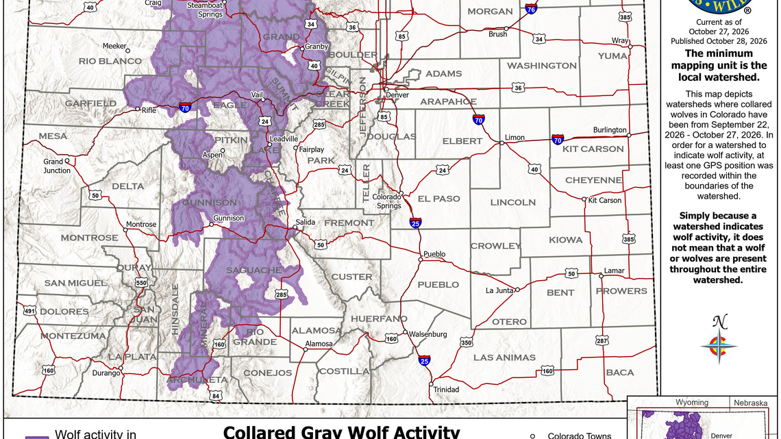 New map shows where Colorado's wolves traveled in the past month