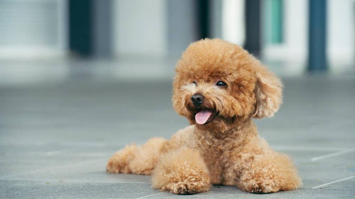 Tiny Toy Poodle's Big Bark Leads to an Unexpected Tumble 