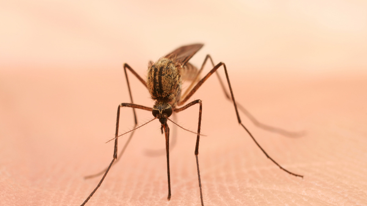Often carrying diseases like malaria, Zika and dengue, mosquitoes kill more people compared to other species, according to the Centers for Disease Control and Prevention.