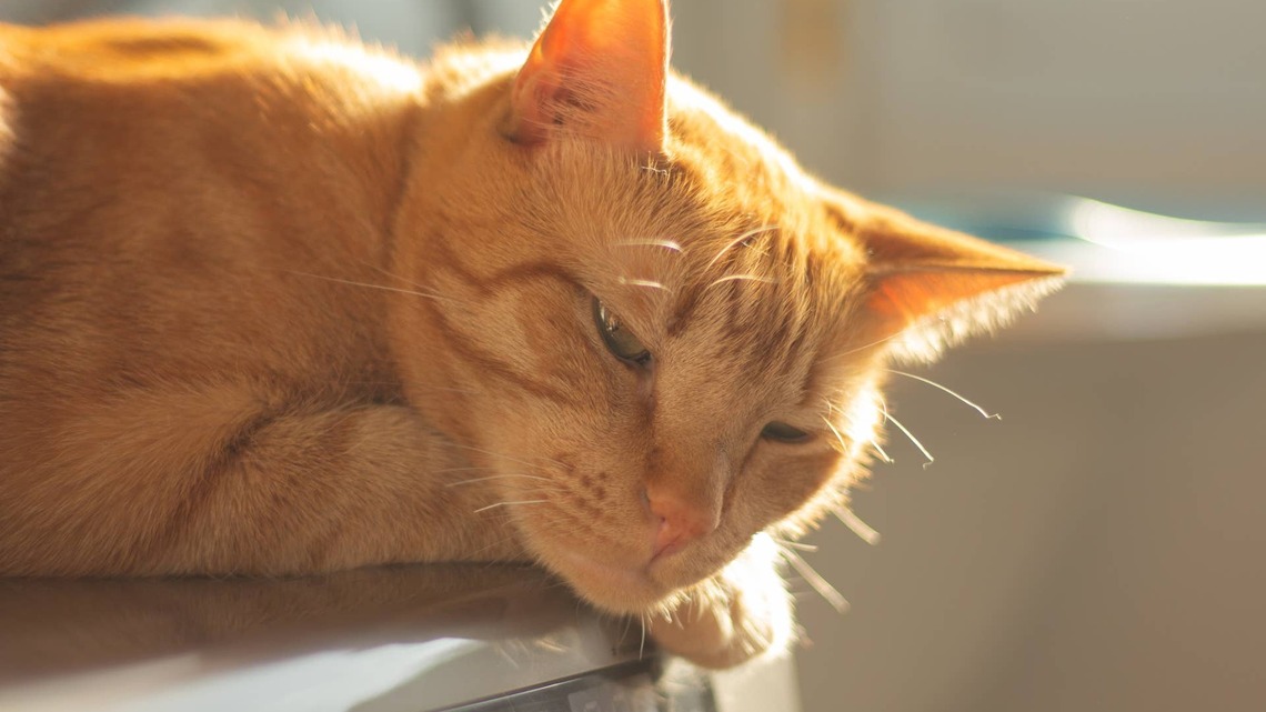 Sad Orange Cat Searches His Brother's Empty Room After He Leaves for College 