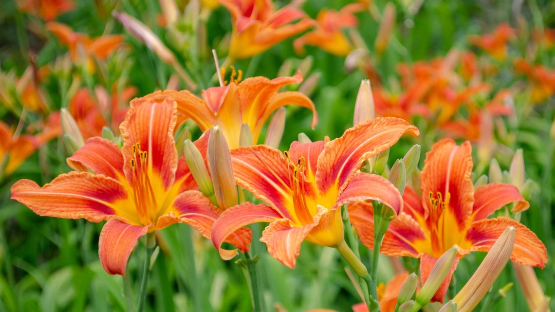 Right Now Is the Time to Divide Your Irises and Daylilies-Here's Why