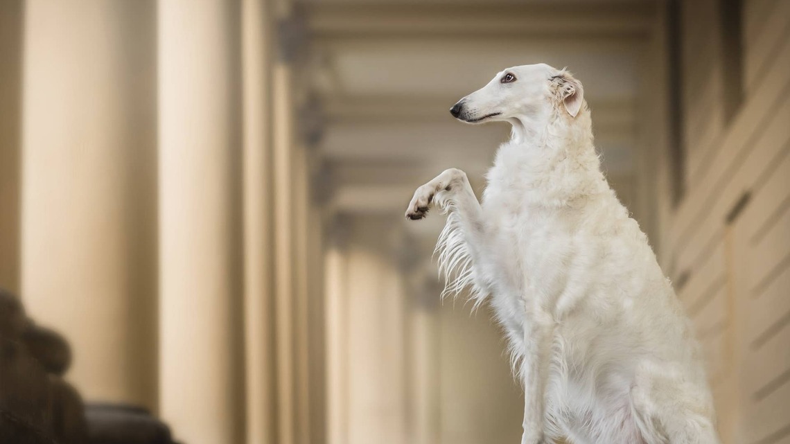 Giant White Borzoi Playing With a Carrot Looks Like a Worm on a String 