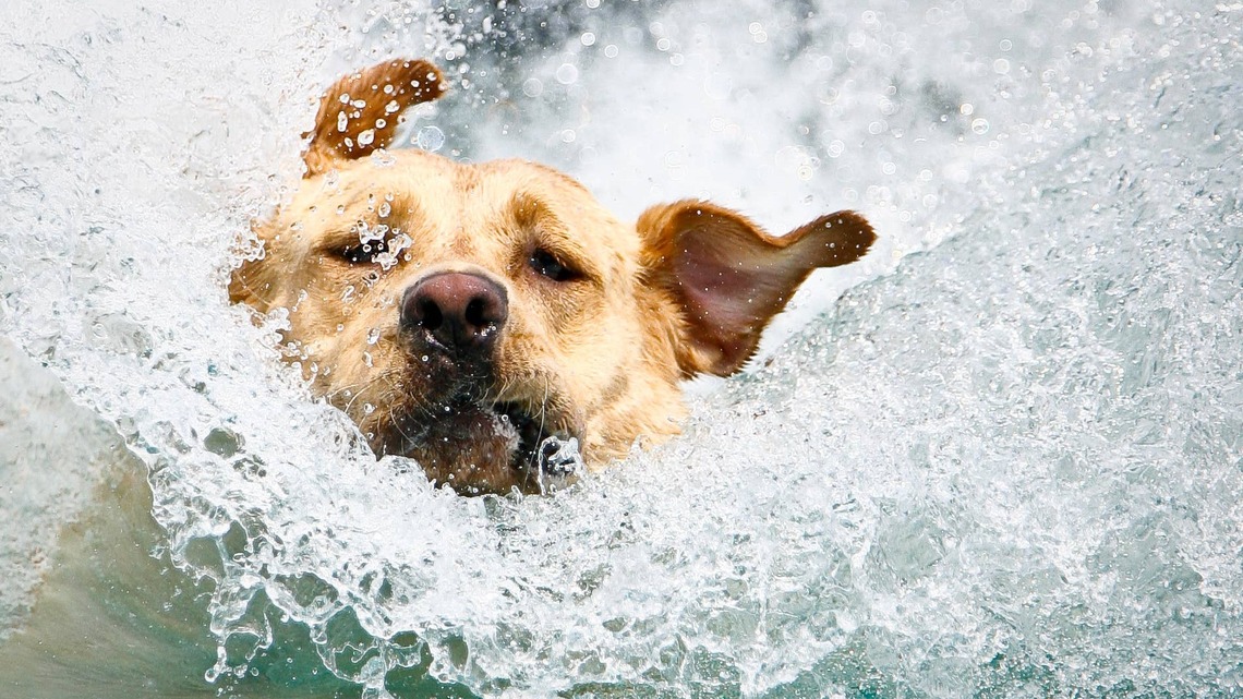 Yellow Lab's Over-the-Top Hot Tub Hijinks Give Private Chef a First Day To Remember 
