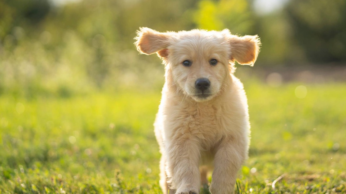 Golden Retriever Puppy Becomes a Perfect 'Smush' the Second He Starts Getting Belly Rubs 