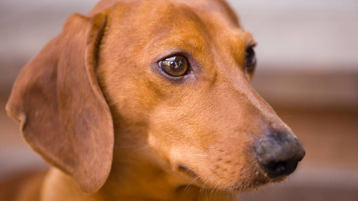 Close up of a brown Dachshund. 