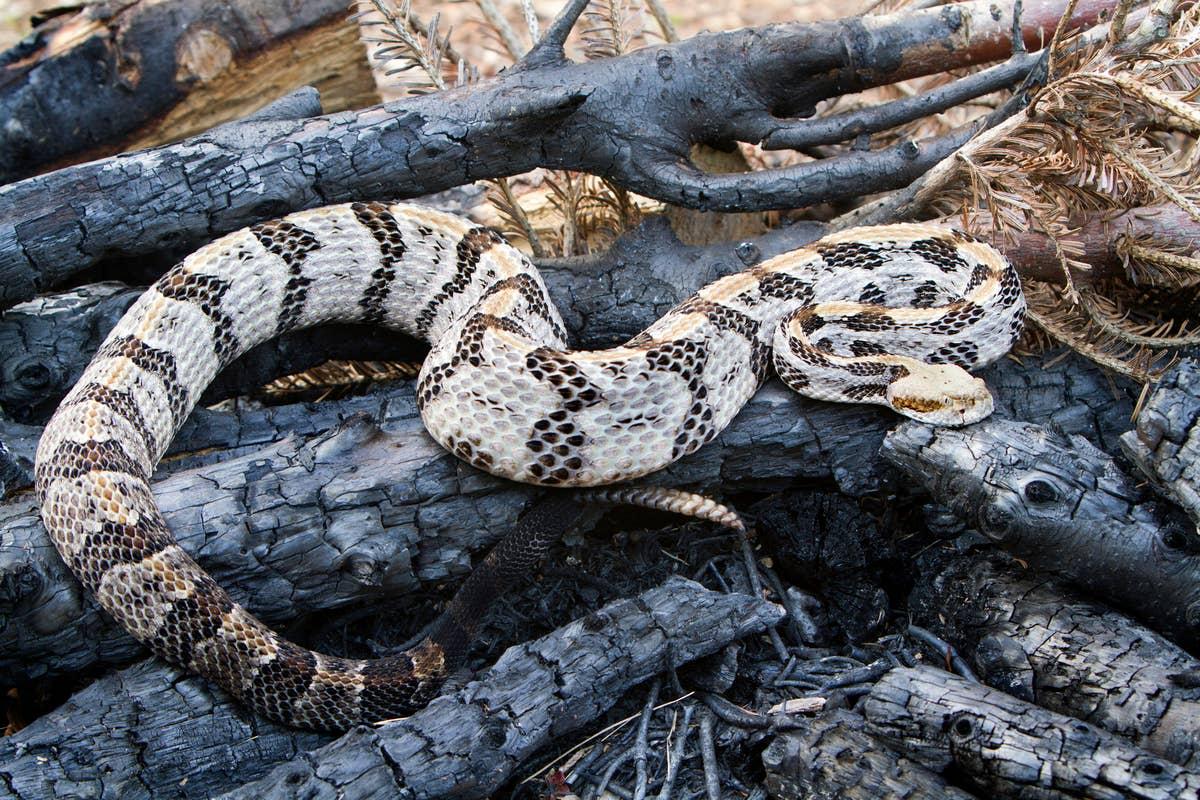  Within the Connecticut River Valley are rattlesnakes.