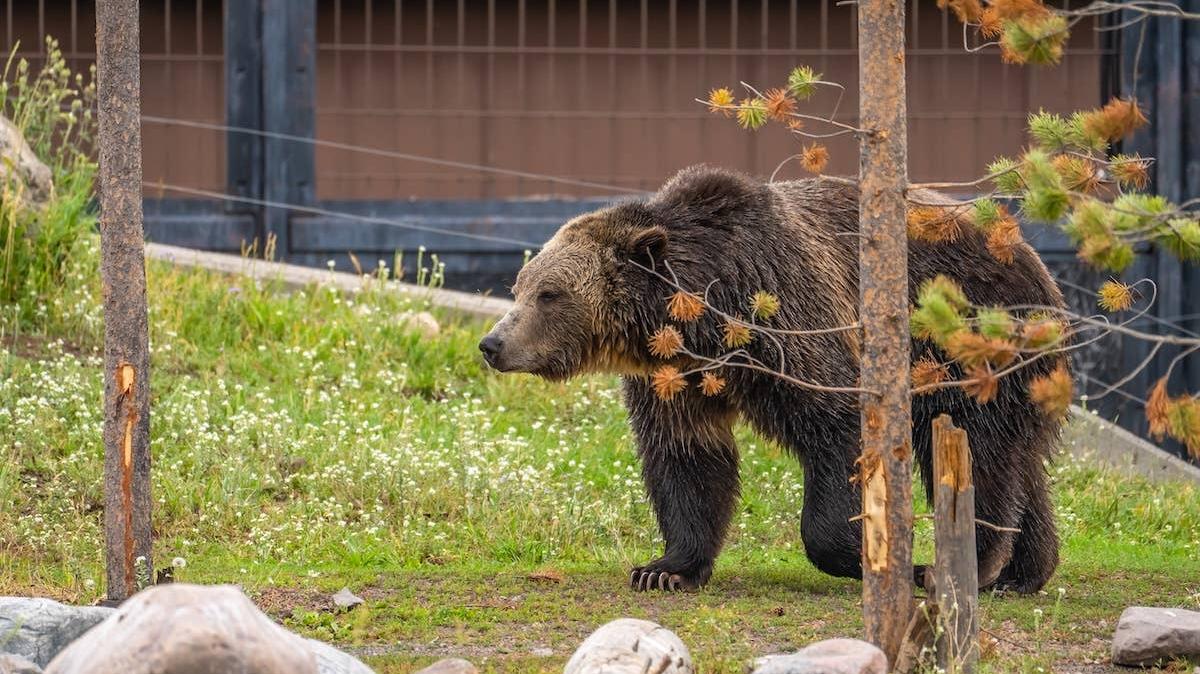 Grizzly bear in Yellowstone National Park.
