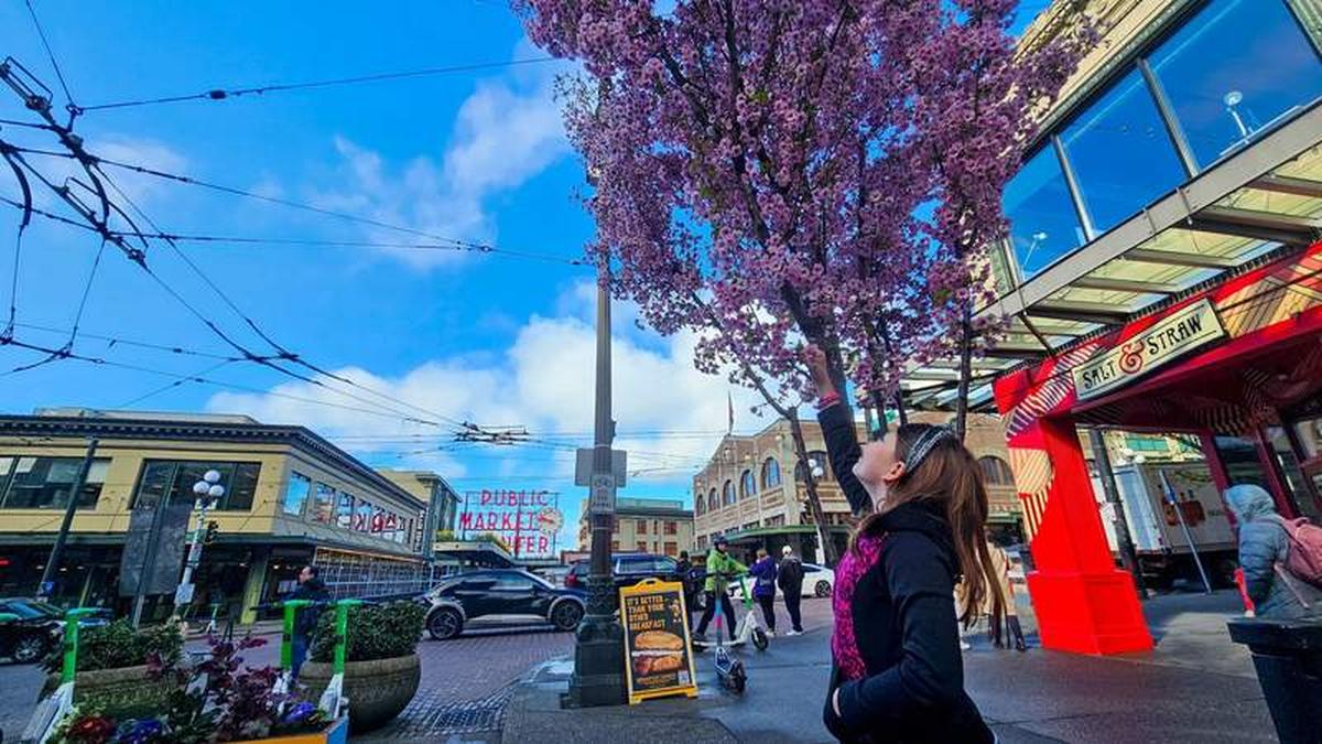  Reaching for Cherry Blossoms in front of Pike Place Market in Seattle. Photo credit: Phylicia Stitzel 