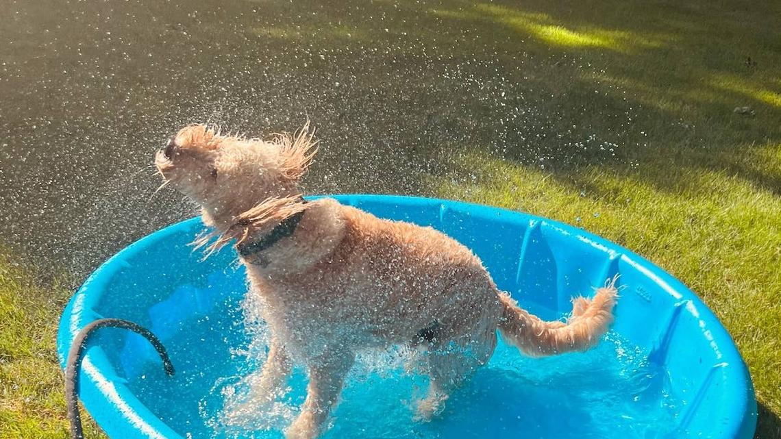 Doodle Going Crazy in Kiddie Pool Wipes Out and Gets Right Back to It 