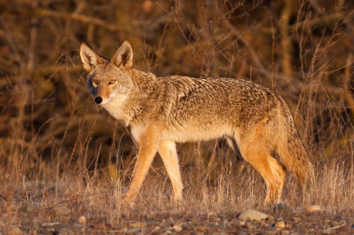  Whle coyotes generally avoid humans, they can be a threat to pets.