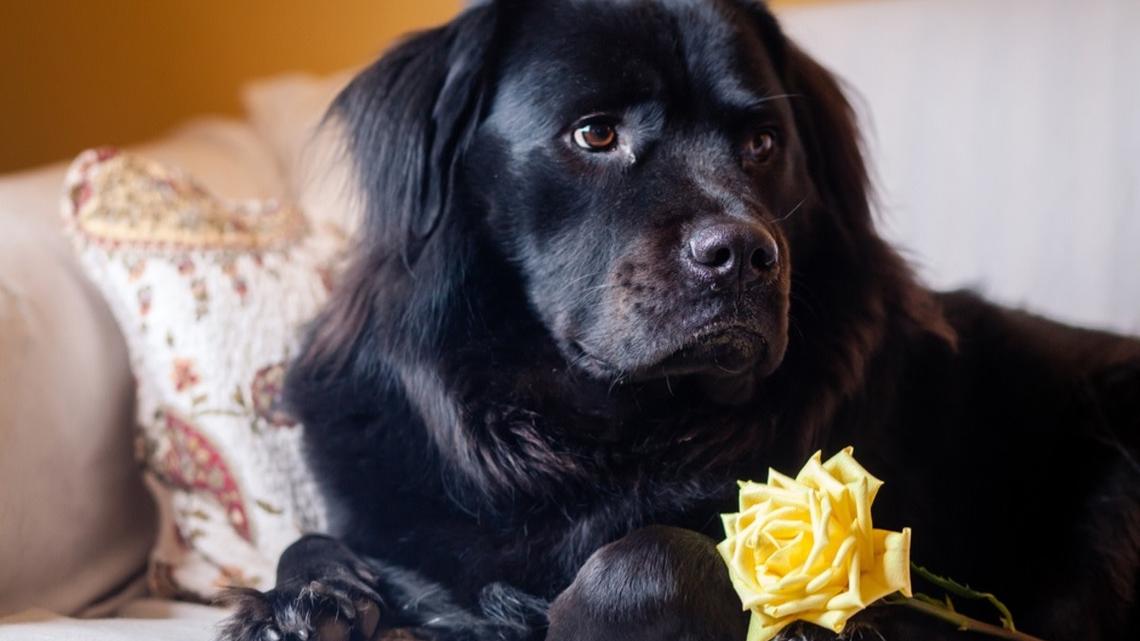 Newfie Spoils His Grandma in the Cutest Way Possible 