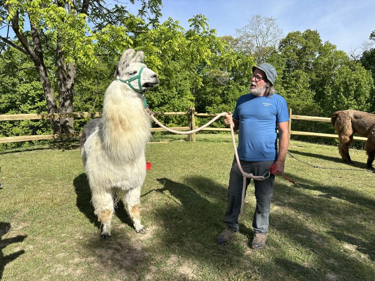  Llama consultant Mark English explains how to handle a llama while hiking. Photo credit: Cathy Bennett Kopf 