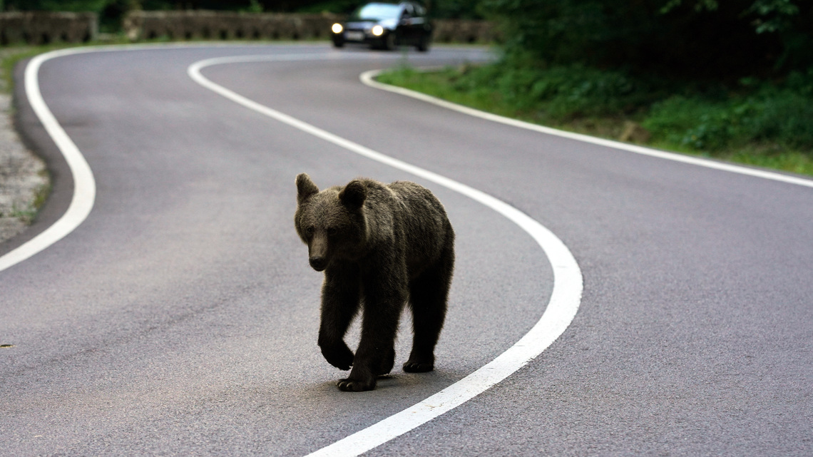 Romania expands bear cull, critics say enforcement gaps persist 