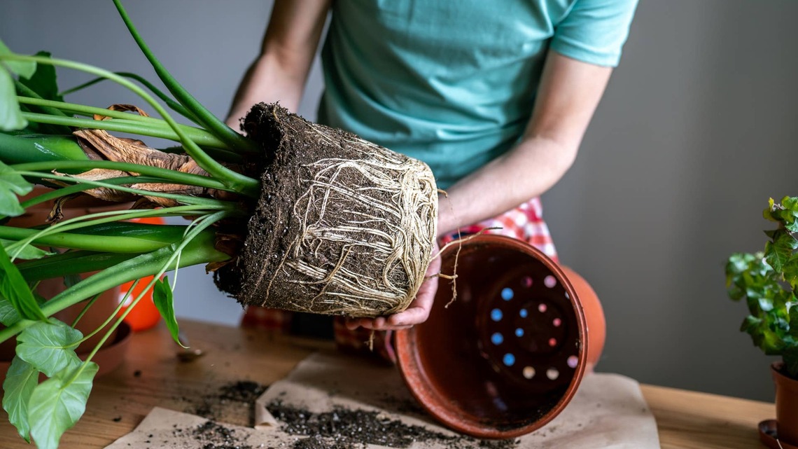 3 Classic Signs Your Indoor Plant Needs Repotting