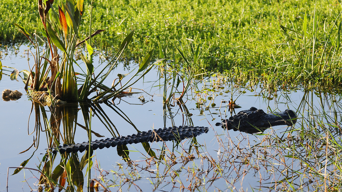 Florida man, 71, killed by alligator while fishing at park near Lake Apopka, police say 