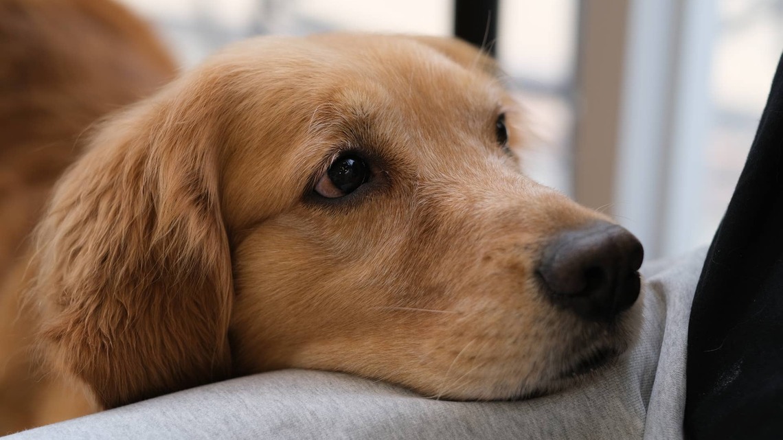 Golden Retriever Refuses To Leave Dad's Lap During Fireworks and It's So Sweet 