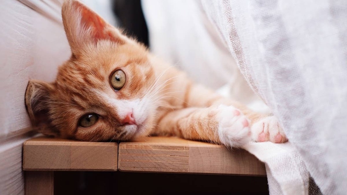 7 Best Cat Breeds for Seniors 
