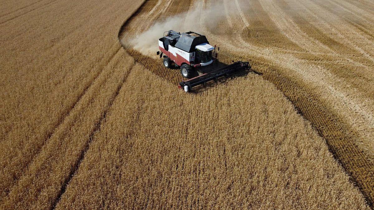 FILE PHOTO: A drone view shows a combine harvesting wheat in a field in the Rostov Region, Russia July 9, 2024.  REUTERS/Sergey Pivovarov/File Photo