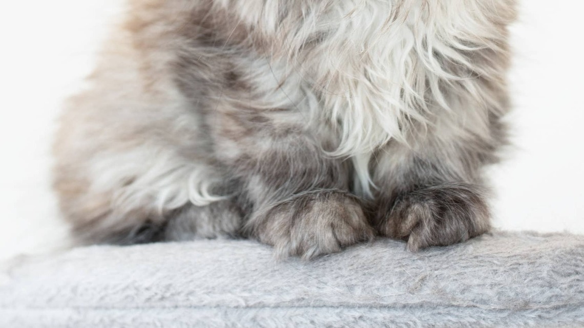 Fluffy Maine Coon Kitten Looks Like a Toasted Marshmallow and Belongs in a Mug of Hot Chocolate 