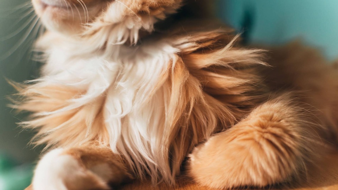 Rare Maine Coon Kitten Looks Like the Perfect Bowl of Sherbet 
