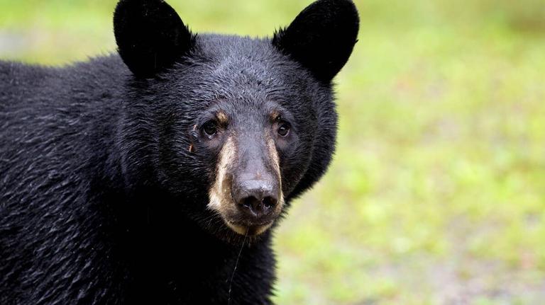 Bear spotted at UC Davis campus. How to stay safe in California bear country