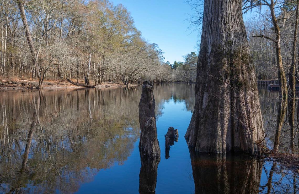  Pee Dee River is a great place to see alligators in South Carolina. 