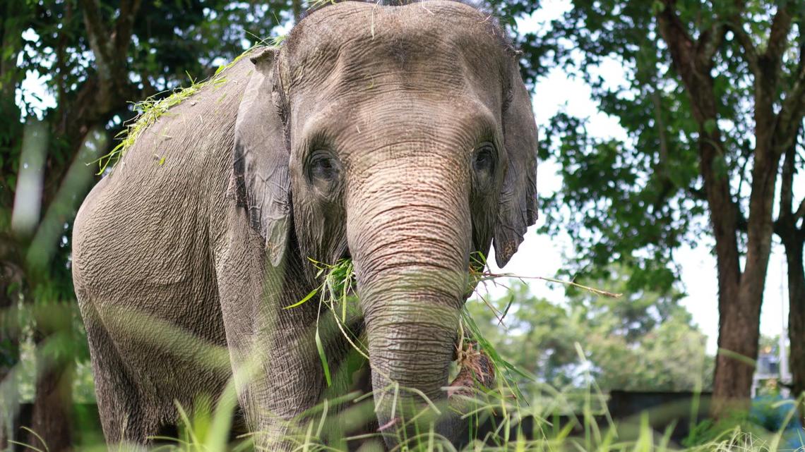 Elephant Busts Out of Zoo Enclosure and Takes a 'Leisurely Stroll' Through the Park 