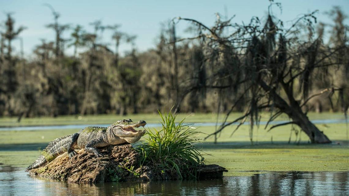 The 5 Most Alligator-Packed Lakes in Louisiana 