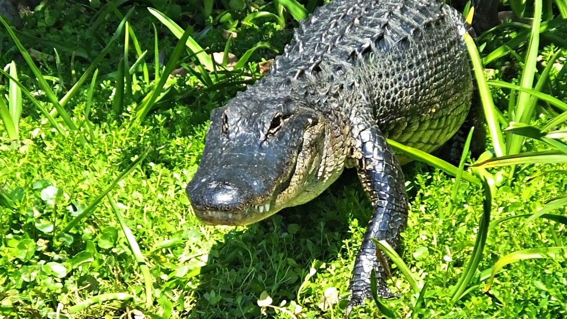 Woman Thinks She's Filming a Turtle, Then Spots an Alligator Heading Straight for Her 
