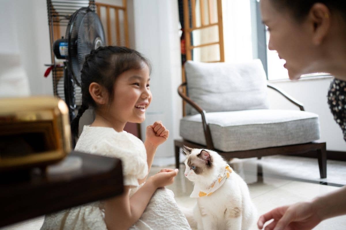  A loving family that's a great fit for a Ragdoll cat.