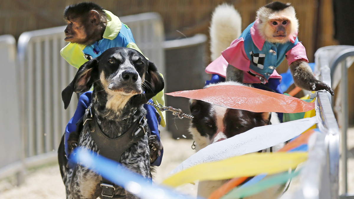 Burt, left, rides Scooby Blu as Bobo follows aboard Sasha at the Banana Derby race at the Lake County Fairgrounds in Grayslake, Ill., on July 29, 2015. (José M. Osorio/Chicago Tribune/TNS)