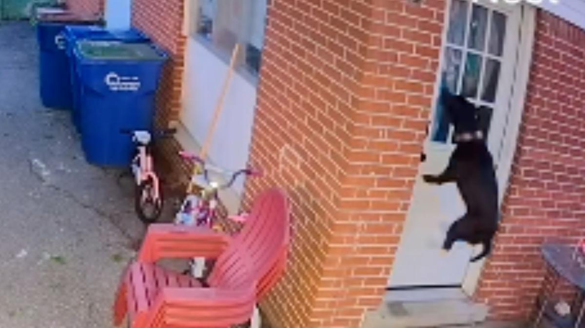 Screenshot from a May 26 TikTok video of a pit bull mix crying and jumping at the home door after the owner forgot to let her back inside. 