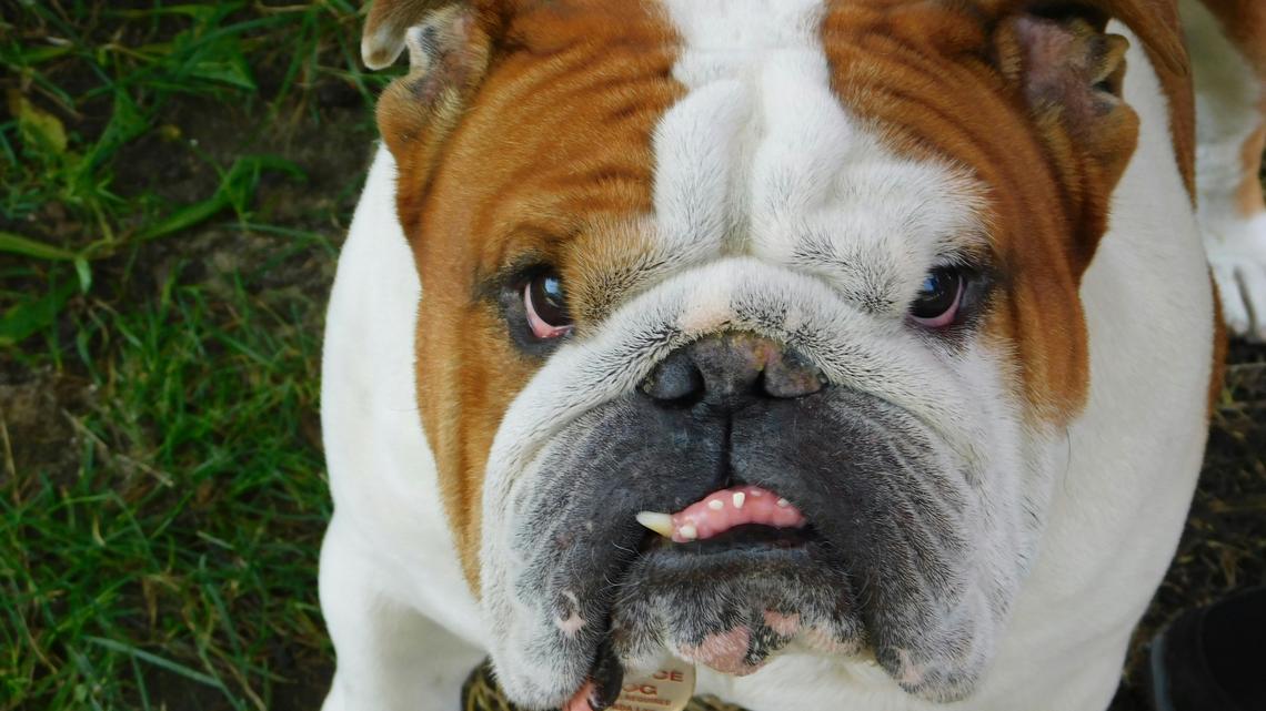 English Bulldog Gets Caught Stealing Dog Food and the Evidence Is Priceless 