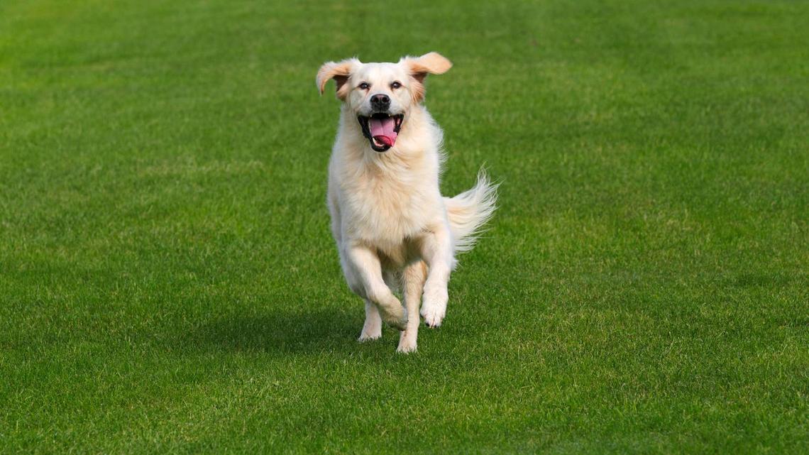 Stray Dog Spots Woman Out on a Run -- Then Decides She's Her New Family 