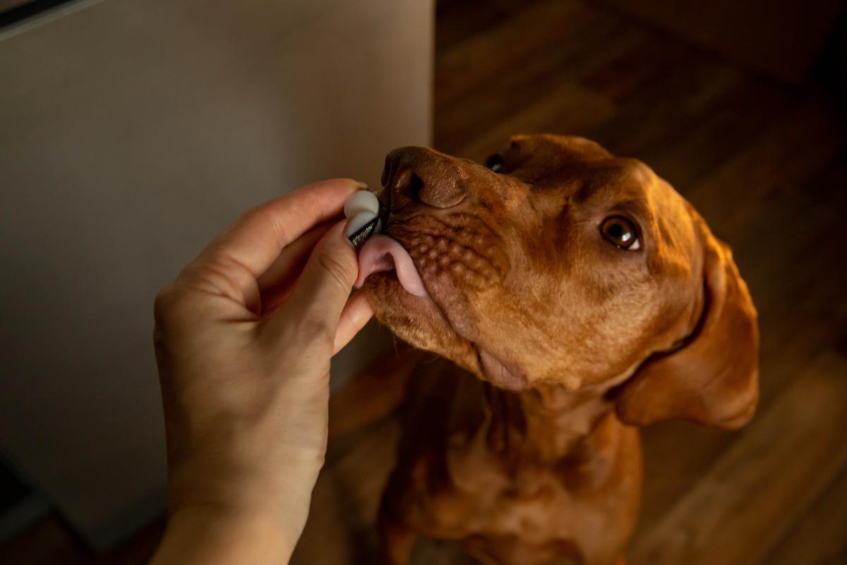  A stock image of an owner giving their dog a pill. 