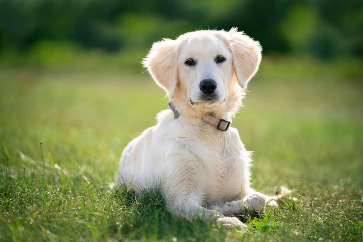  A great puppy for people who have the birth month September.