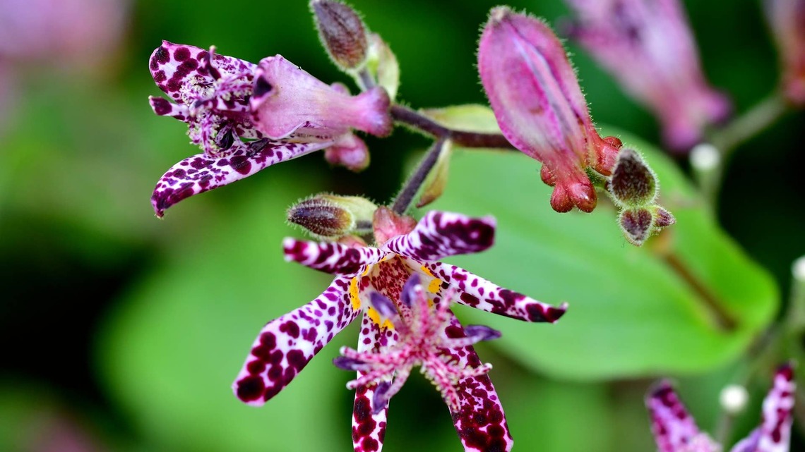 Is Your Shaded Front Porch Ruining Fall Flowers? Try Japanese Toad Lilies 