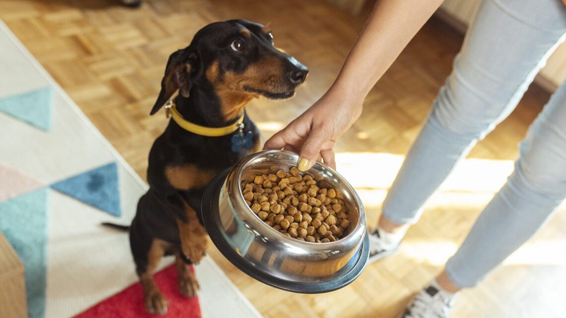 Doggone Good Deals: Save up to 65% on These Pet Supplies During Amazon Prime Day 