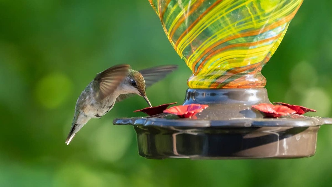 Hummingbirds Are Starting to Migrate: When Should You Take Down Your Feeder?