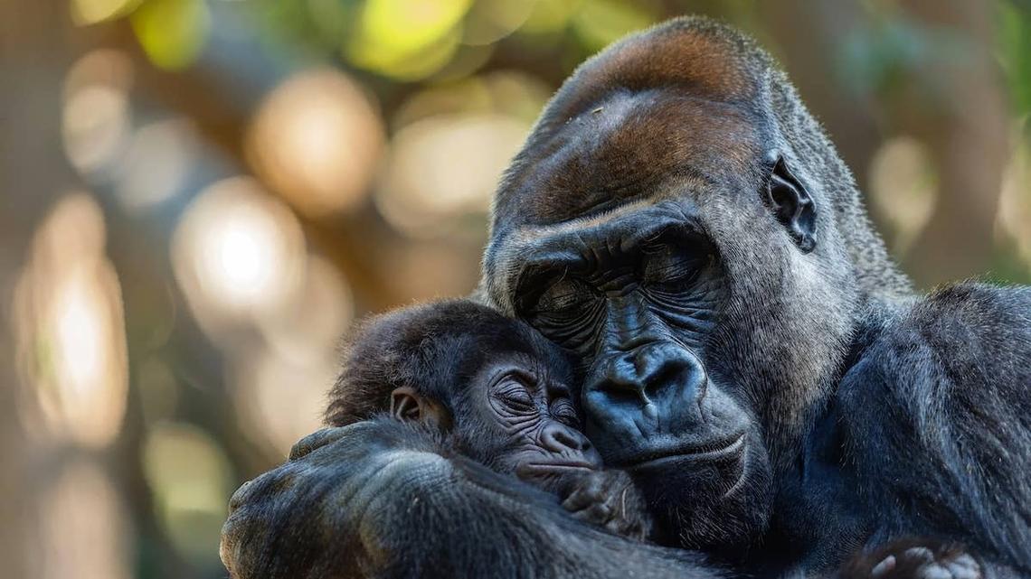 Cincinnati Zoo's Sleeping Baby Gorilla Is the Sweetest Thing on the Internet Today 