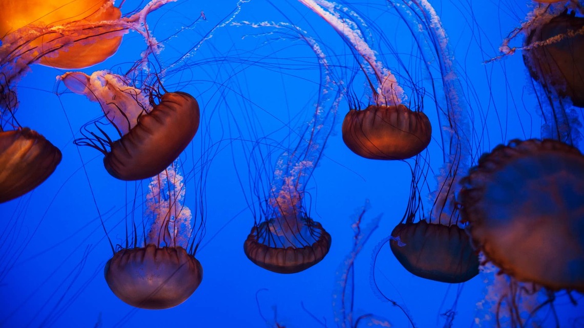 America's First-of-Its-Kind Museum Opens in Florida, Showcasing Otherworldly Creatures Older Than Dinosaurs 