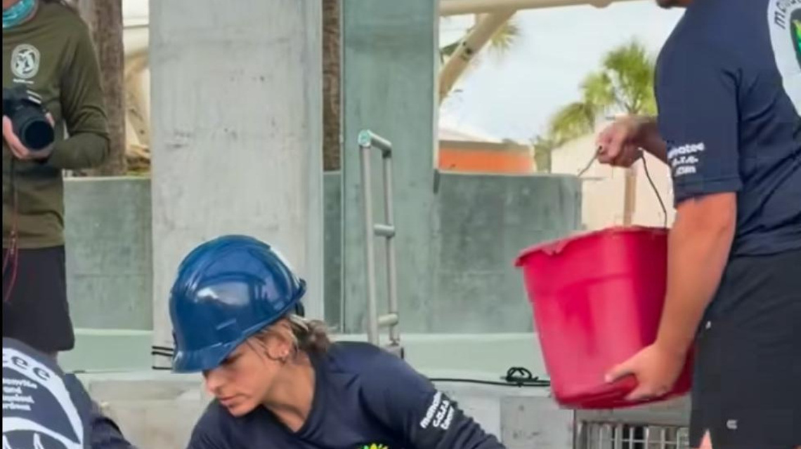 Ailing manatee Lorenzo finds care at Jacksonville Zoo
