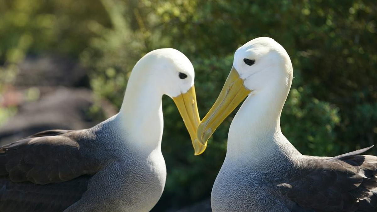 Waved Albatross on the island of Española in the Galápagos. (Photo by Mac Gaither via Unsplash). 